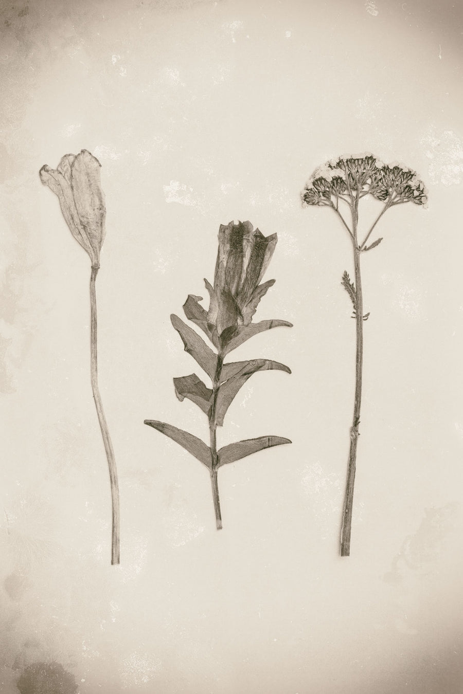 Wildflower Journal Vintage X Mural Wallpaper