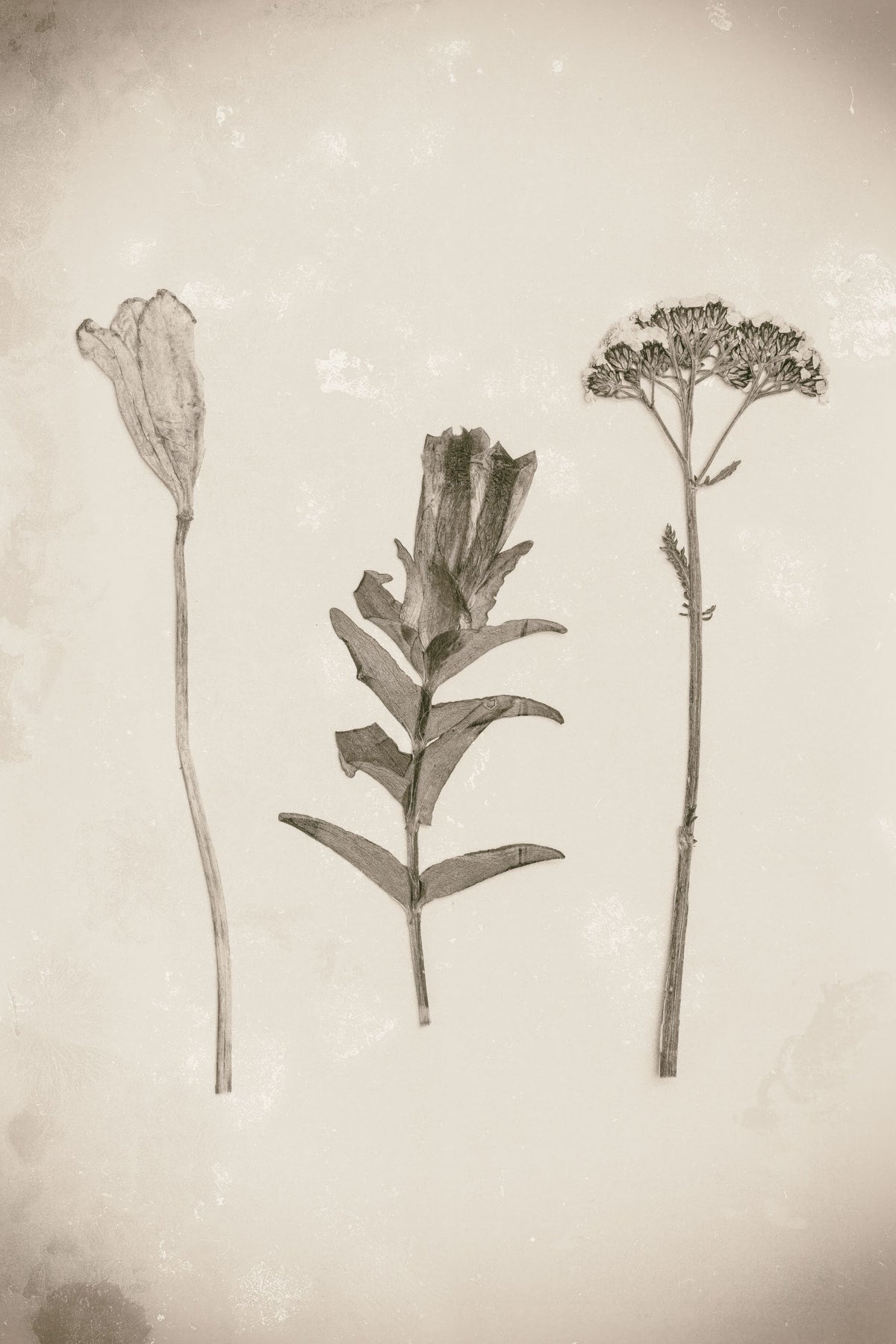 Wildflower Journal Vintage X Mural Wallpaper - pure wallpaper artwork