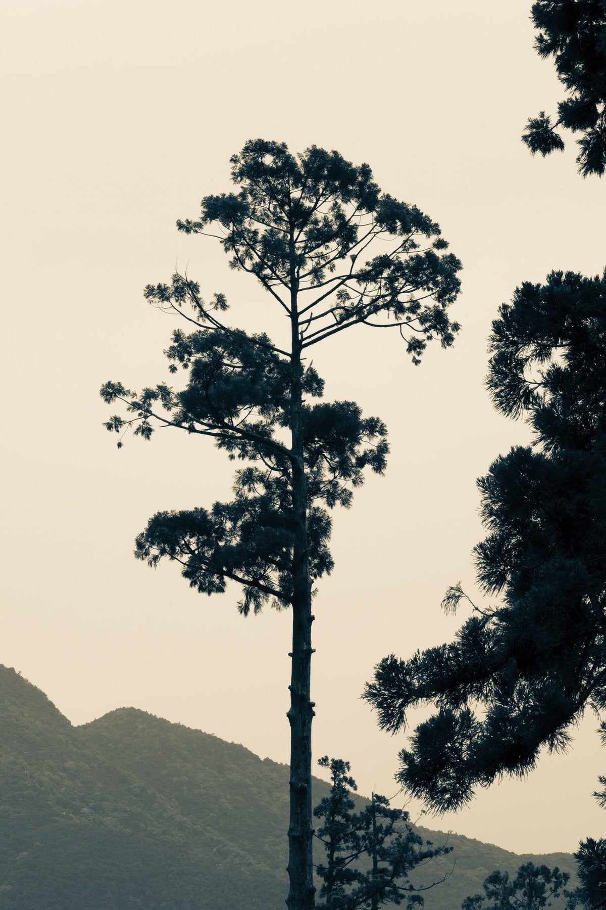 Lone Tree Japan Mural Wallpaper - pure wallpaper artwork