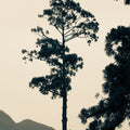 Lone Tree Japan Mural Wallpaper - pure wallpaper artwork