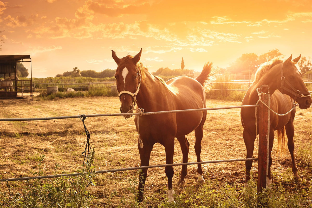 Sunset Companions Mural Wallpaper - pure wallpaper artwork