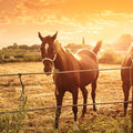 Sunset Companions Mural Wallpaper - pure wallpaper artwork