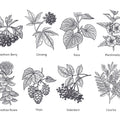 Map of Berries Mural Wallpaper - pure wallpaper artwork