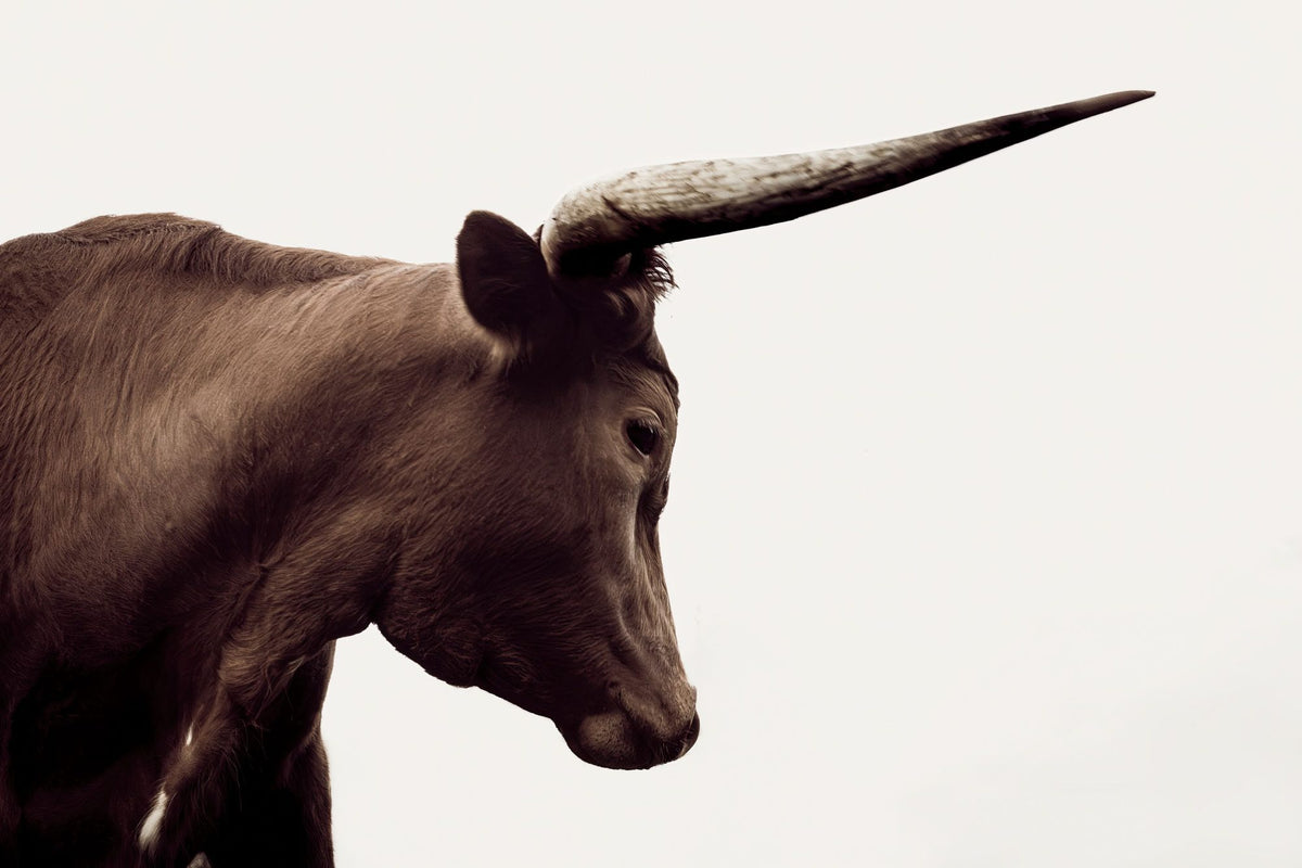 Longhorn Sunset Graze Sepia Mural Wallpaper - pure wallpaper artwork