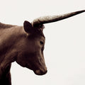 Longhorn Sunset Graze Sepia Mural Wallpaper - pure wallpaper artwork