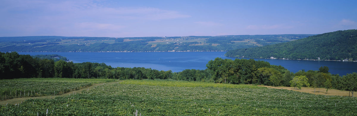 Vineyard Lakeside Serenity Mural Wallpaper - pure wallpaper artwork