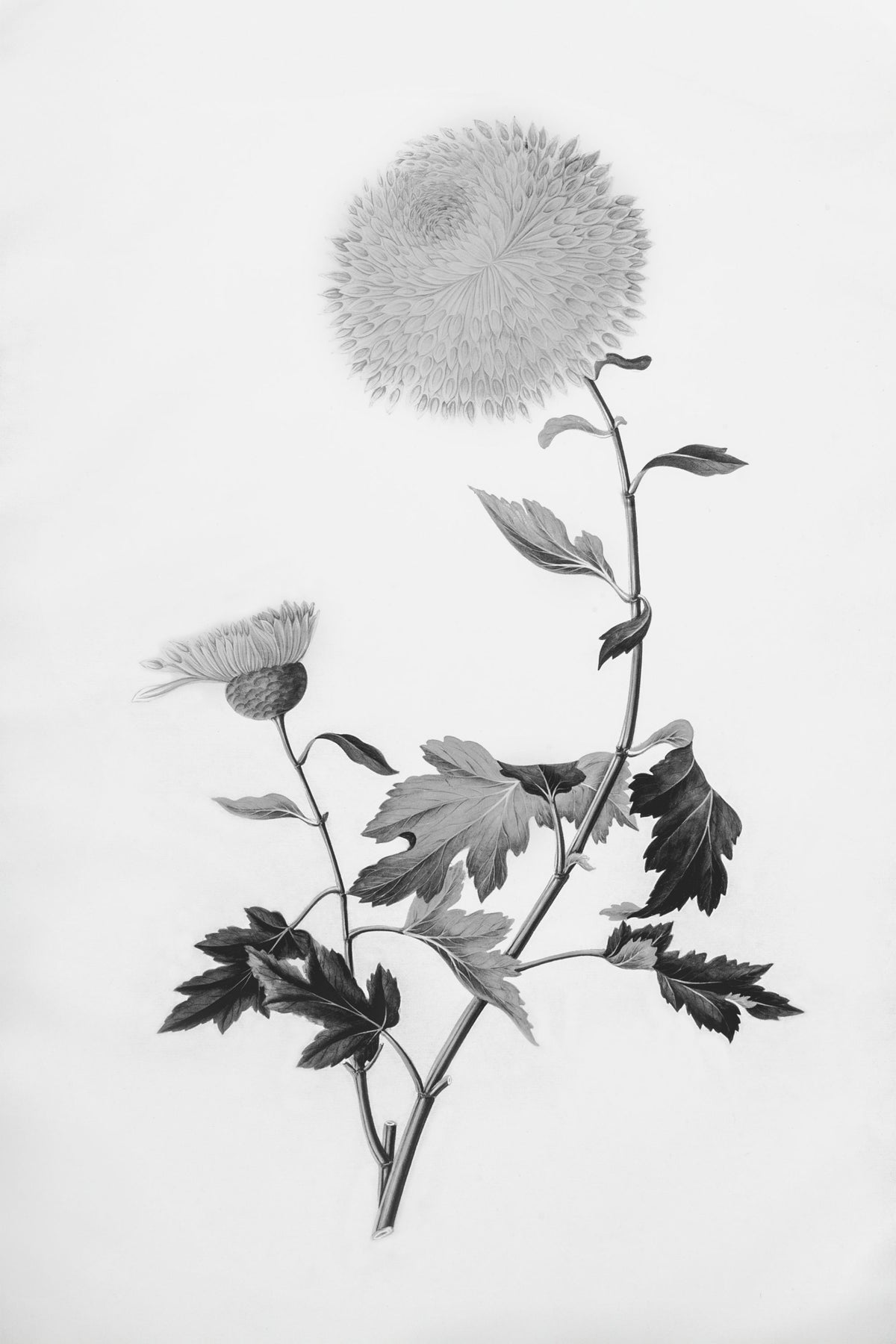 Botanical IV Mural Wallpaper - pure wallpaper artwork