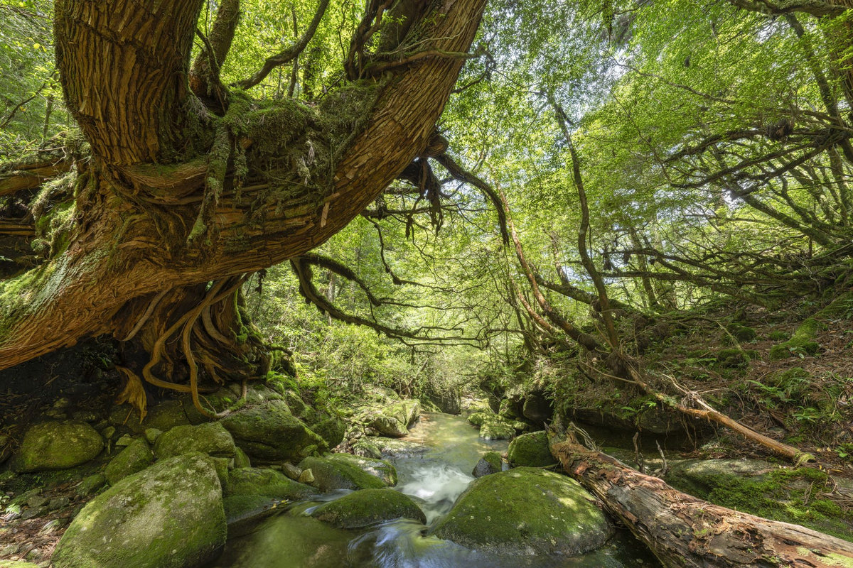 Shiratani Unsuikyo Valley Stream Mural Wallpaper - pure wallpaper artwork