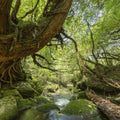 Shiratani Unsuikyo Valley Stream Mural Wallpaper - pure wallpaper artwork