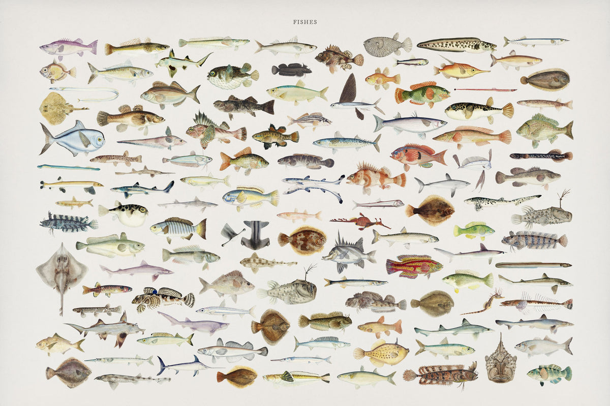 Southern Pacific Fishes Chart Mural Wallpaper - pure wallpaper artwork