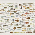 Southern Pacific Fishes Chart Mural Wallpaper - pure wallpaper artwork