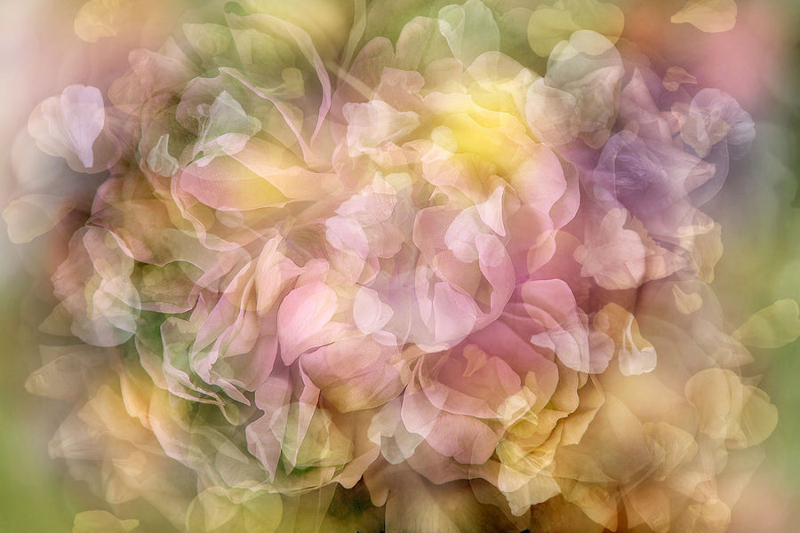 Une Rose Mural Wallpaper