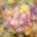 Une Rose Mural Wallpaper - pure wallpaper artwork