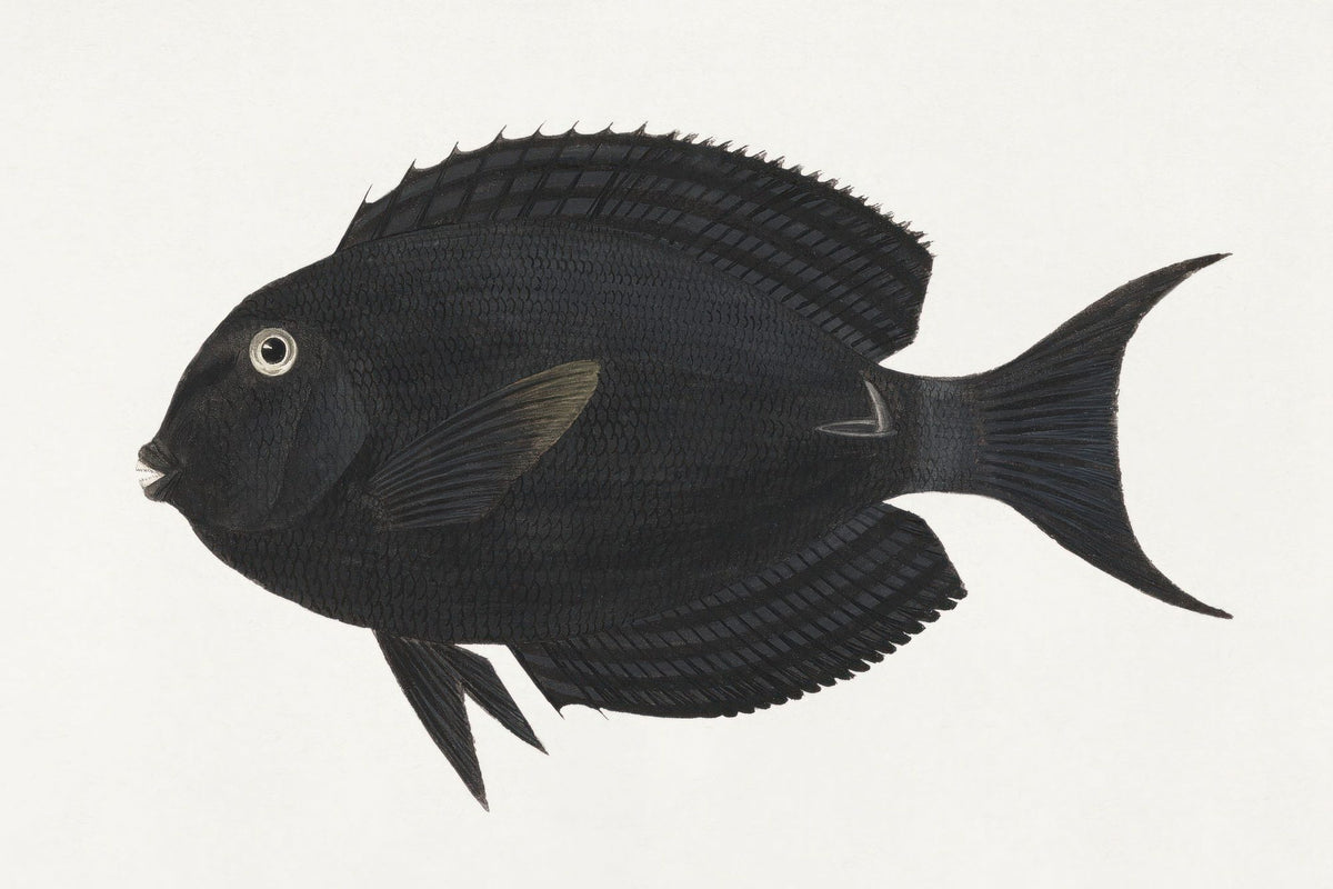 Black Surgeonfish Mural Wallpaper - pure wallpaper artwork