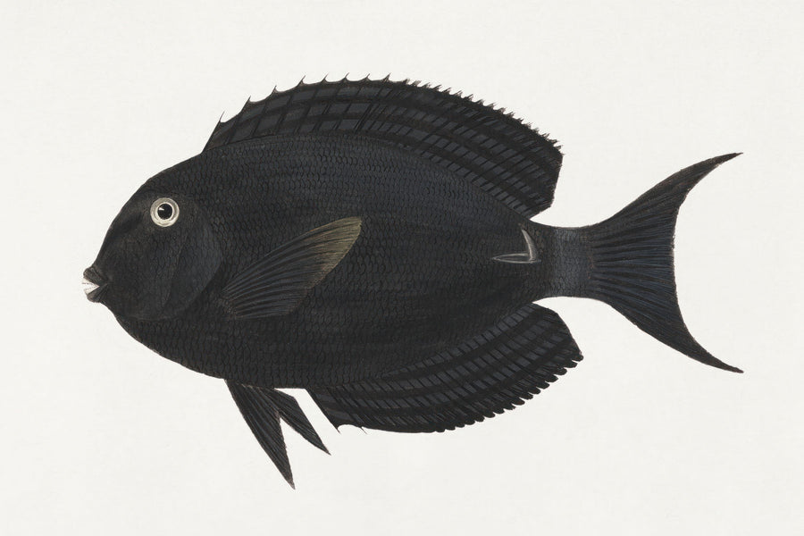 Black Surgeonfish Mural Wallpaper