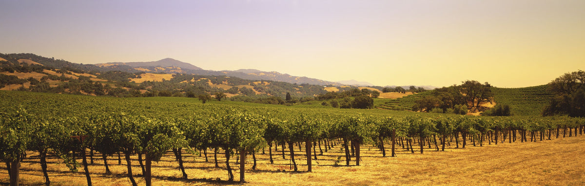 Golden Vineyard Vista Mural Wallpaper - pure wallpaper artwork