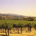 Golden Vineyard Vista Mural Wallpaper - pure wallpaper artwork