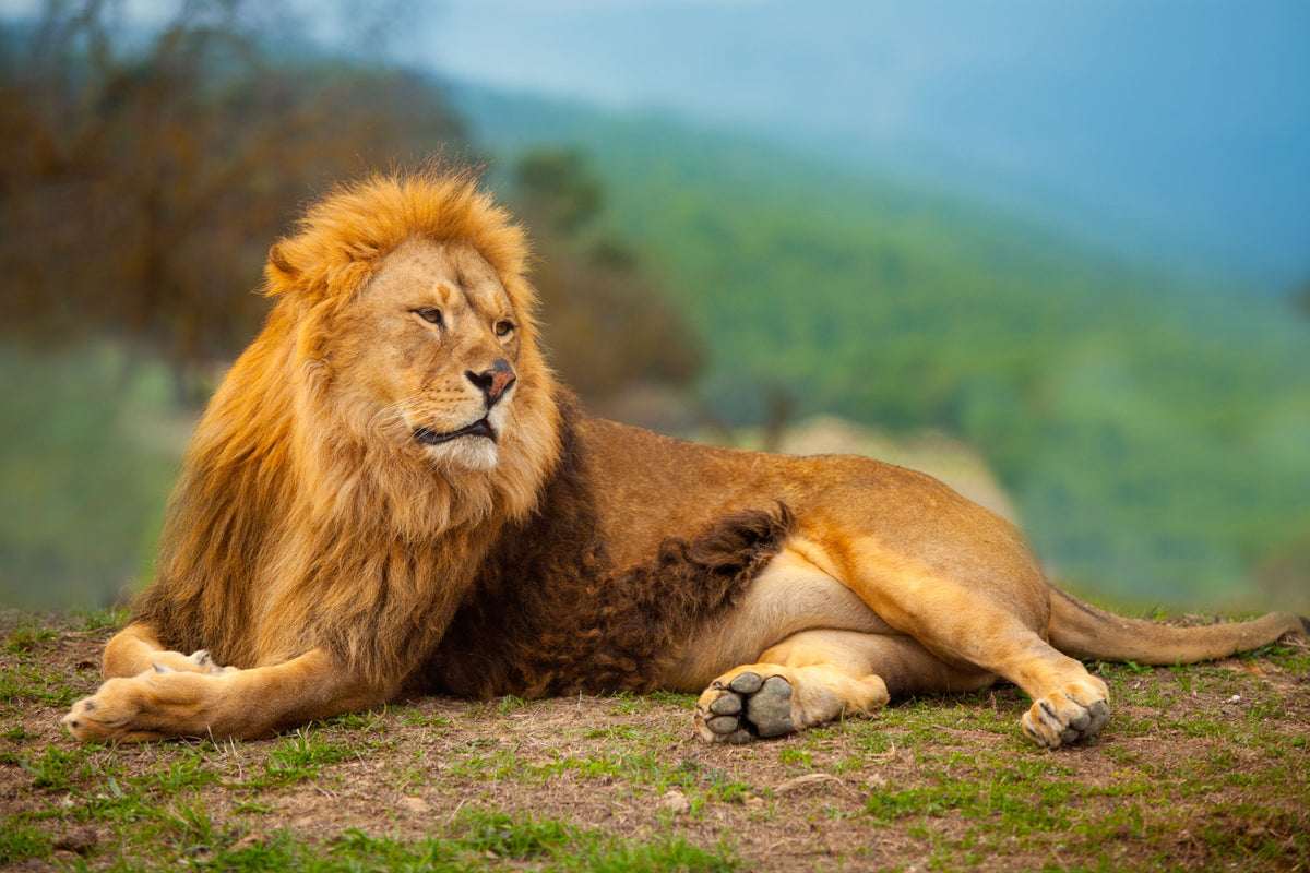 Lion Rest Mural Wallpaper - pure wallpaper artwork