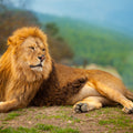 Lion Rest Mural Wallpaper - pure wallpaper artwork
