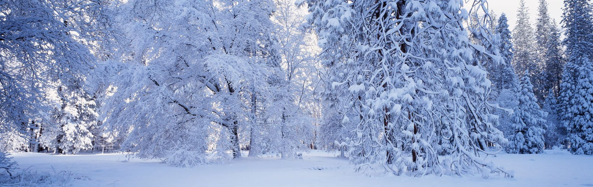 Snow-Laden Forest Mural Wallpaper - pure wallpaper artwork
