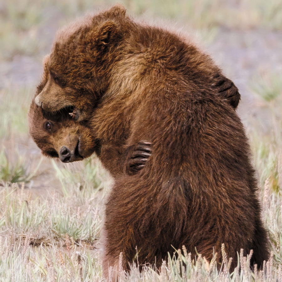 Bear Hug Mural Wallpaper