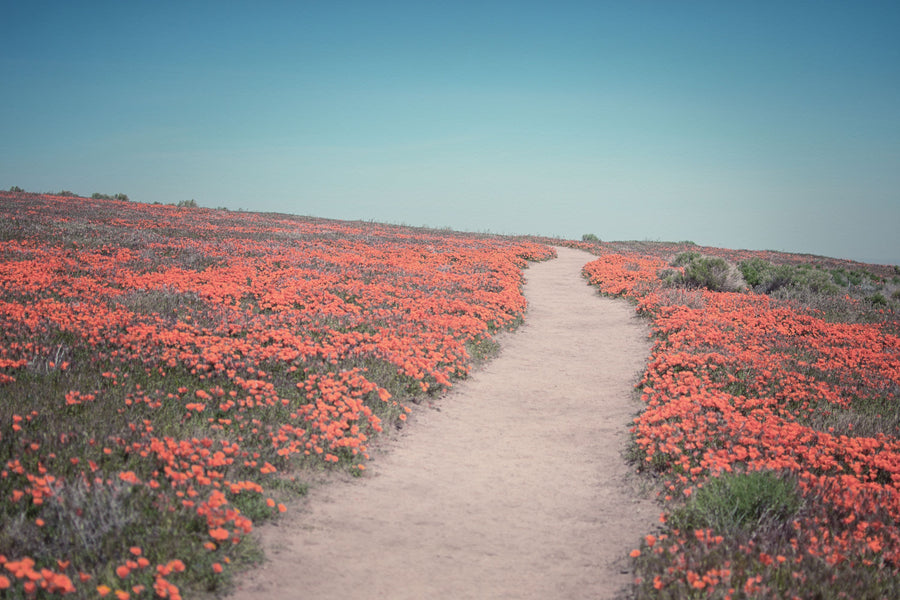 California Blooms IV Mural Wallpaper