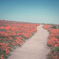 California Blooms IV Mural Wallpaper - pure wallpaper artwork