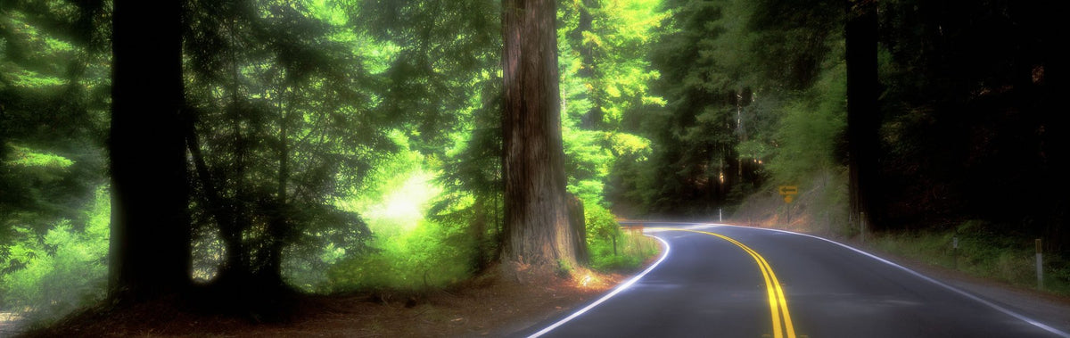 Sunlit Forest Path Mural Wallpaper - pure wallpaper artwork