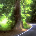 Sunlit Forest Path Mural Wallpaper - pure wallpaper artwork