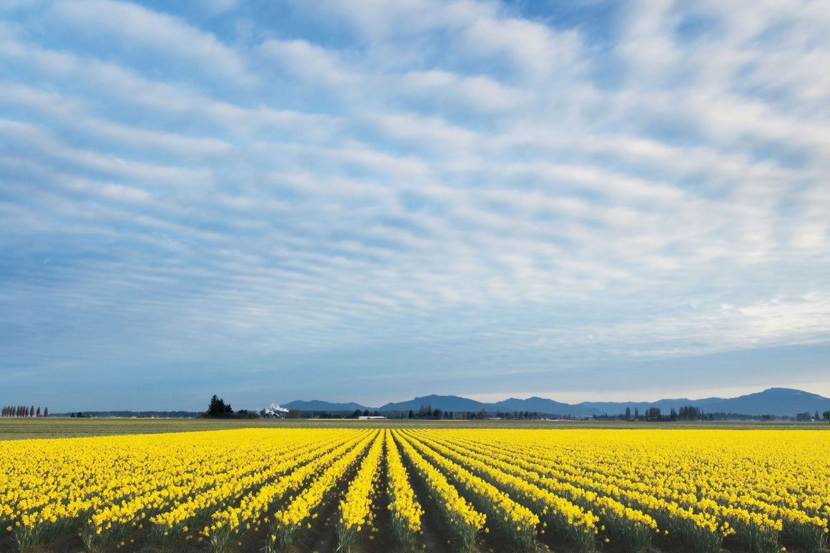 Skagit Valley Daffodils Mural Wallpaper - pure wallpaper artwork