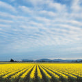 Skagit Valley Daffodils Mural Wallpaper - pure wallpaper artwork