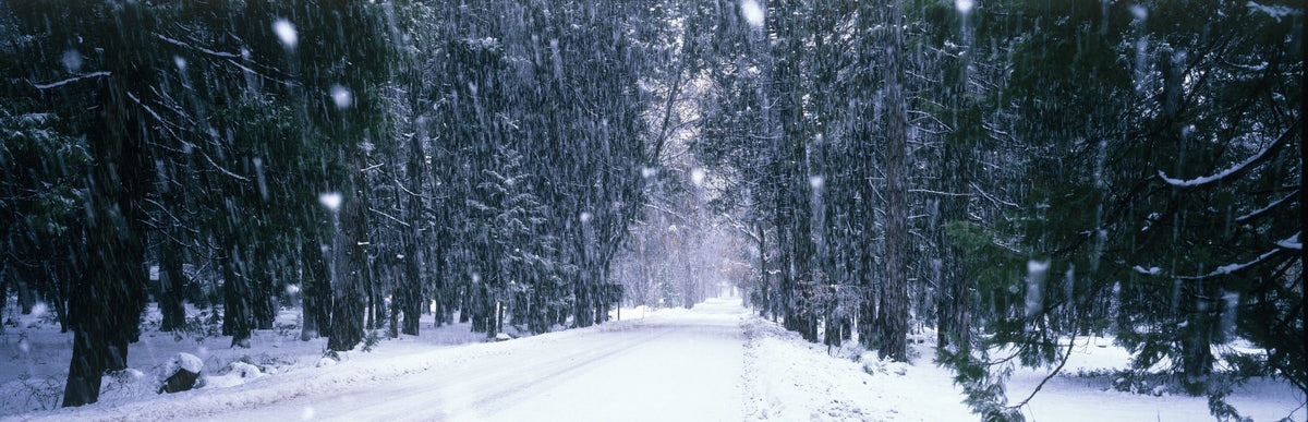 Winter Forest Path Mural Wallpaper - pure wallpaper artwork