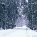 Winter Forest Path Mural Wallpaper - pure wallpaper artwork