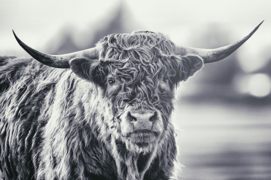 Highland Cow Pastures II Mural Wallpaper - Neutral Tone