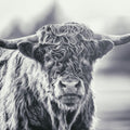 Highland Cow Pastures II Mural Wallpaper - Neutral Tone - pure wallpaper artwork