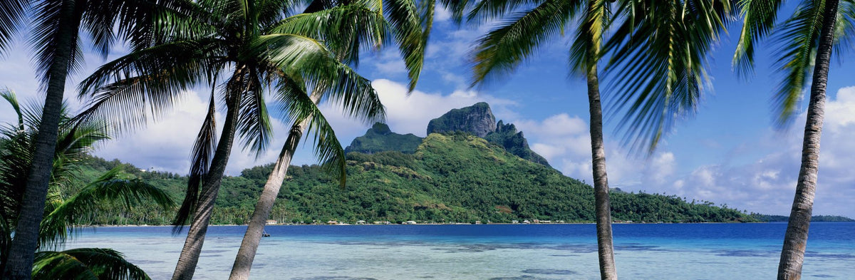 Island Paradise Palms Mural Wallpaper - pure wallpaper artwork