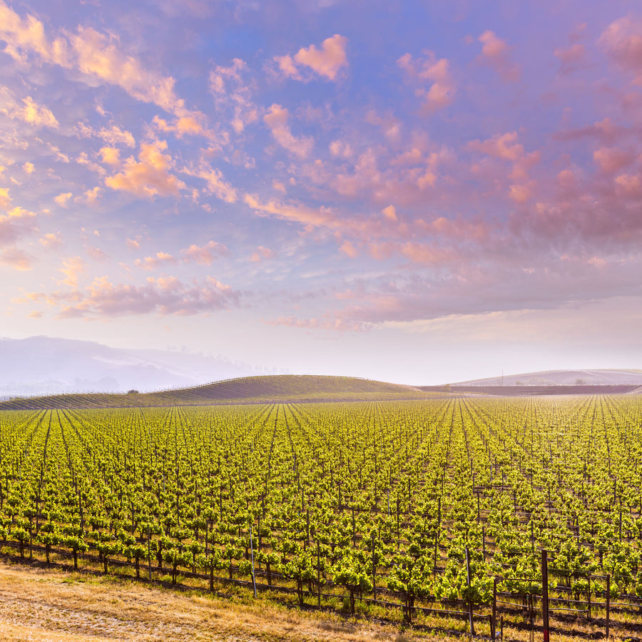American Grapes Mural Wallpaper