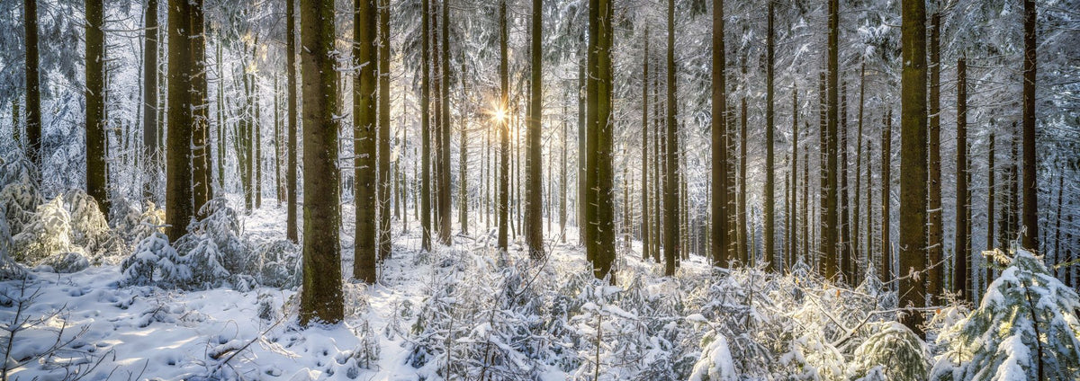 Winter Day Mural Wallpaper - pure wallpaper artwork