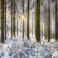 Winter Day Mural Wallpaper - pure wallpaper artwork