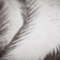 Palm Shadow Afternoon I Mural Wallpaper - pure wallpaper artwork