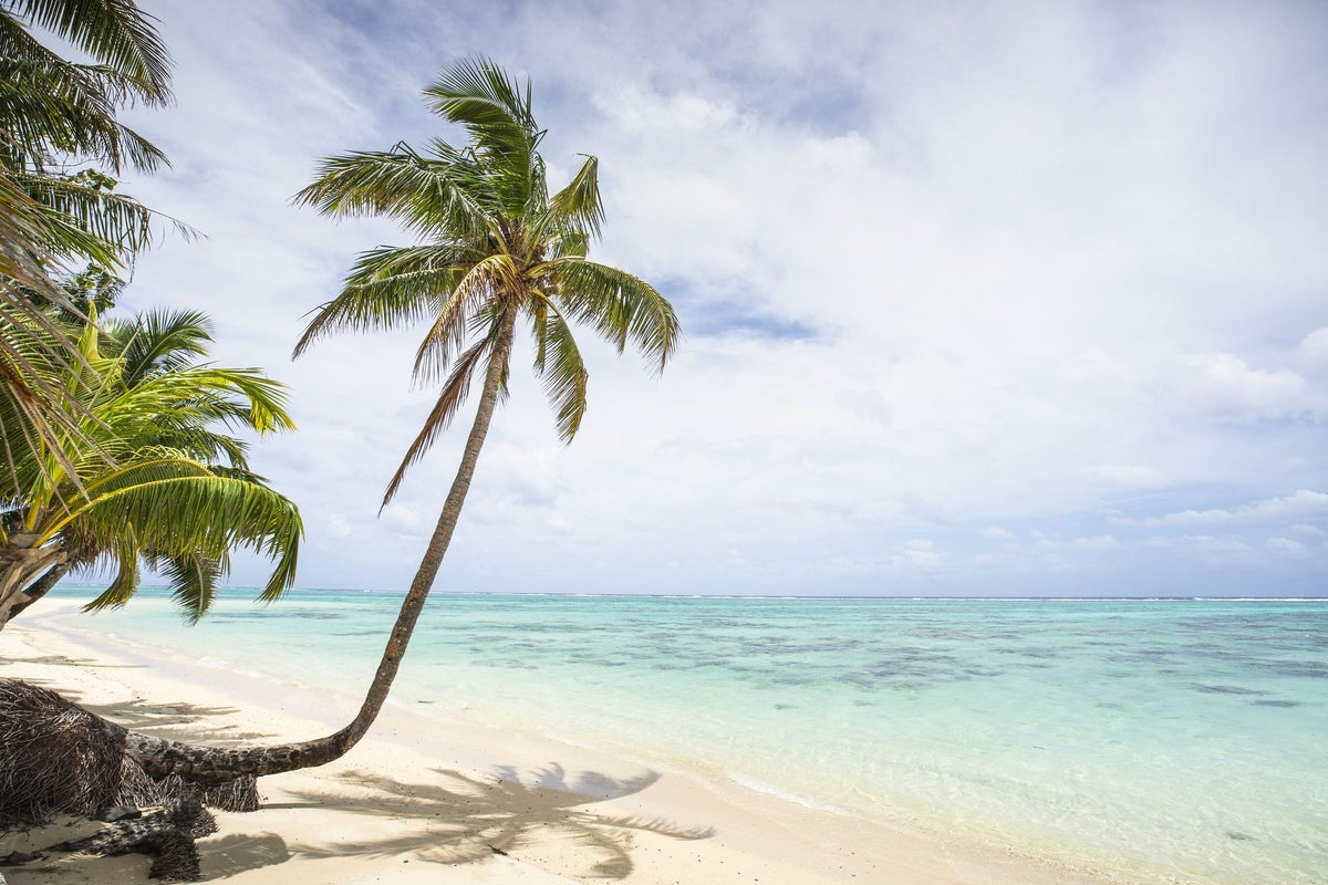 Rarotonga Palmtree Mural Wallpaper - pure wallpaper artwork