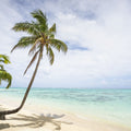Rarotonga Palmtree Mural Wallpaper - pure wallpaper artwork