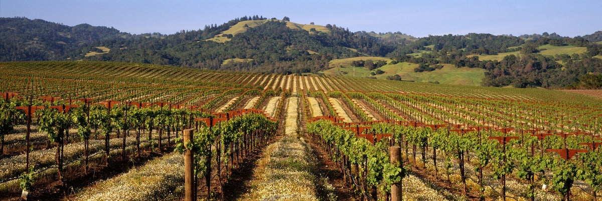 Vineyard Dreams Mural Wallpaper - pure wallpaper artwork