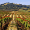 Vineyard Dreams Mural Wallpaper - pure wallpaper artwork