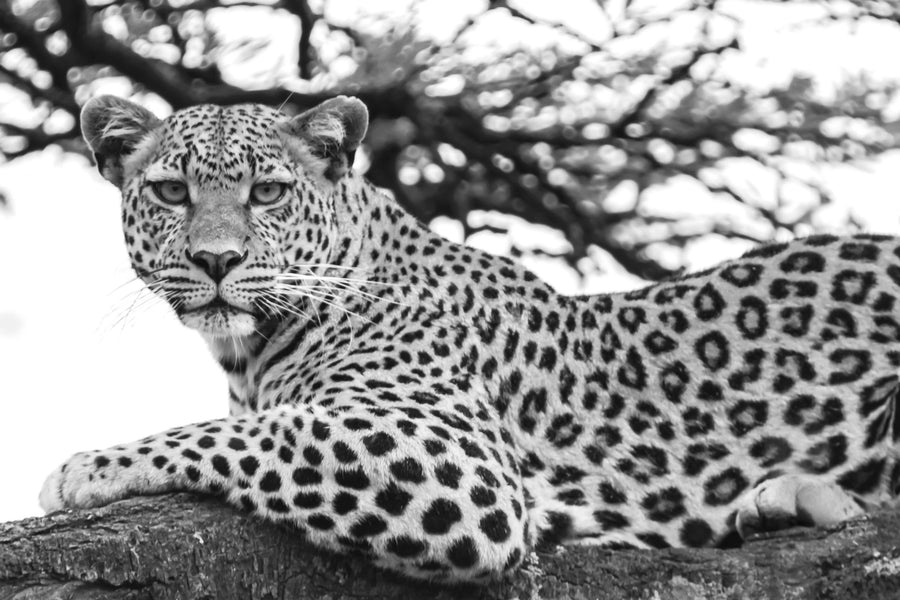 Lounging Leopard Neutral Mural Wallpaper