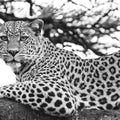 Lounging Leopard Neutral Mural Wallpaper - pure wallpaper artwork