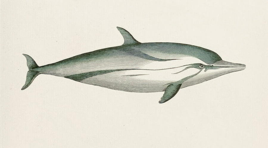 Striped Dolphin Mural Wallpaper