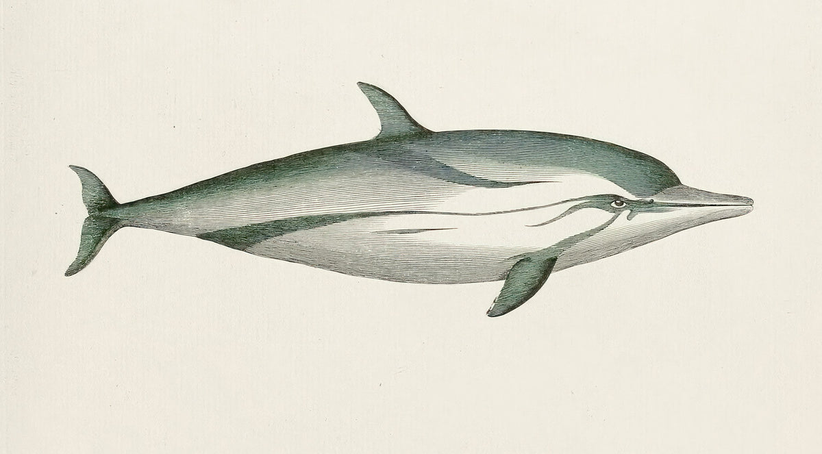 Striped Dolphin Mural Wallpaper - pure wallpaper artwork