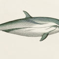 Striped Dolphin Mural Wallpaper - pure wallpaper artwork