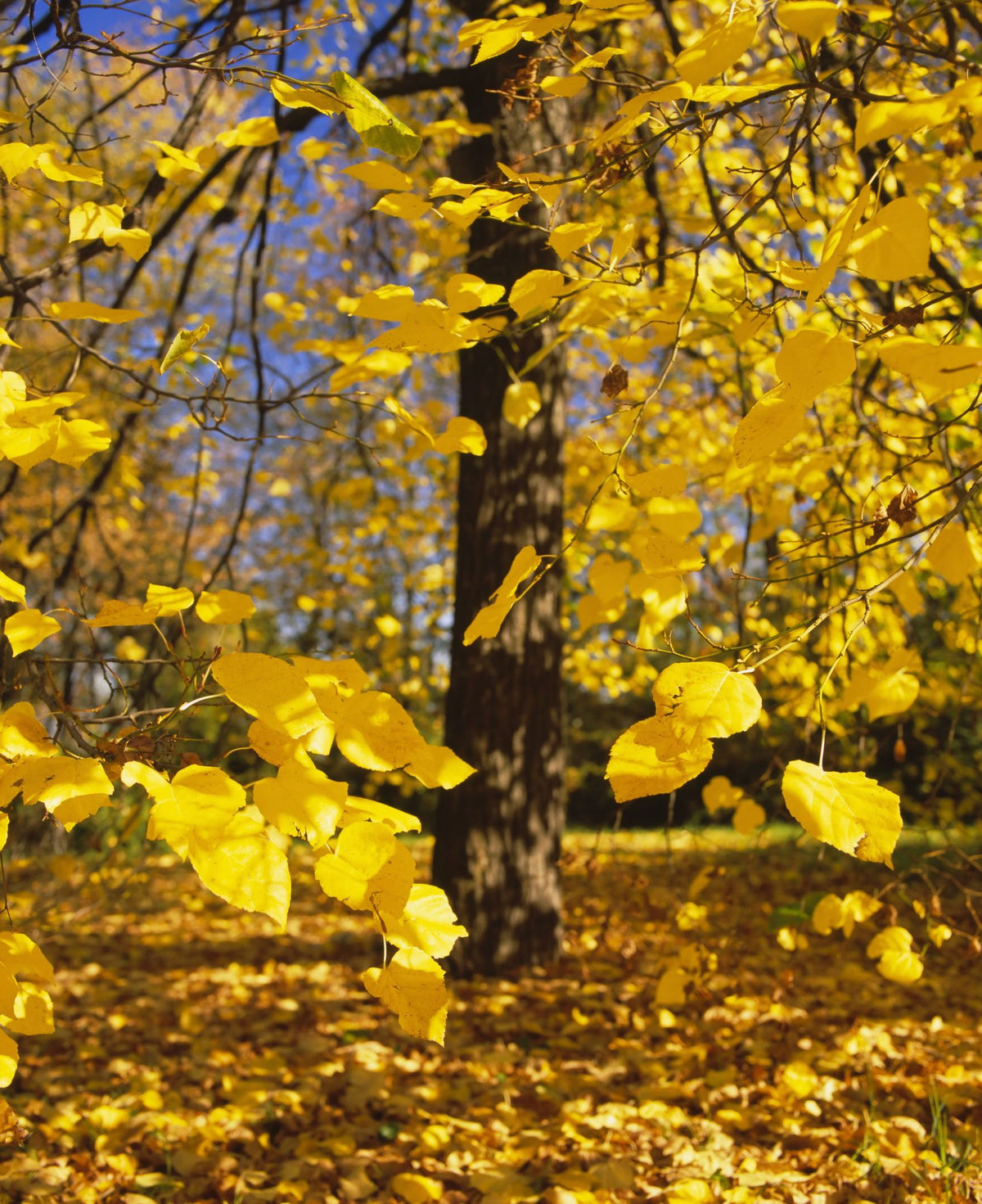 Autumn Radiance Mural Wallpaper - pure wallpaper artwork